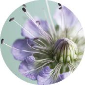 FACELIA